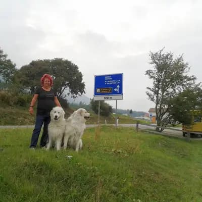 Galerie-Bild von Pyrenaeenberghund von den Drei Spreequellen in Sachsen, mit Eindrücken unserer Berger des Pyrenees-Zucht.