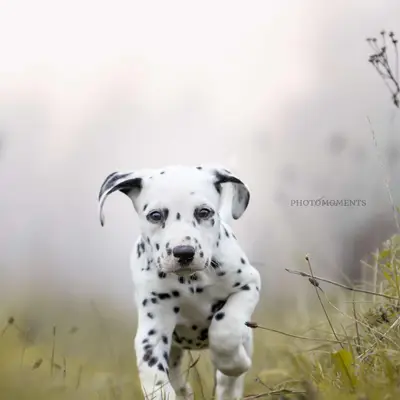 Bild aus vom Roten Herzfleck in Bayern, wo unsere Dalmatiner-Hunde in einer liebevollen Umgebung aufwachsen.