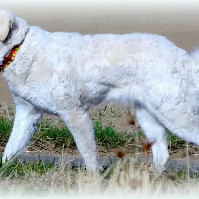 Galerie-Bild von Kuvasz Zucht "Vom Quecksilber" in Rheinland-Pfalz, mit Eindrücken unserer Kuvasz-Zucht.