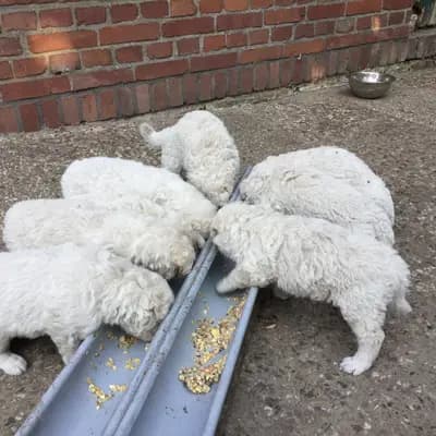 Bild aus Kuvasz "von den großen Strolchen" in Nordrhein-Westfalen, wo unsere Kuvasz-Hunde in einer liebevollen Umgebung aufwachsen.