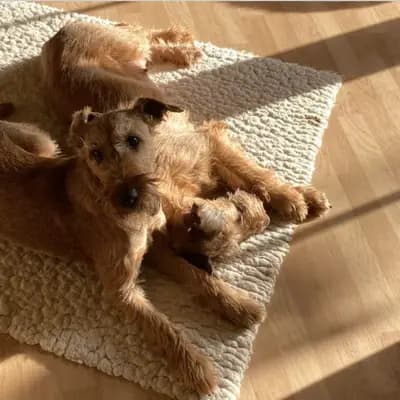 Galerie-Bild von CATCH-ME-BANDITS  in Schleswig-Holstein, mit Eindrücken unserer Irish Terrier-Zucht.