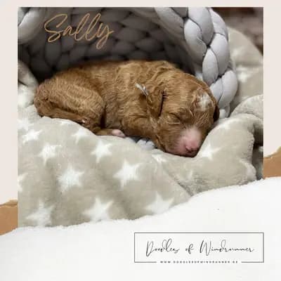 Bild aus Doodles of Windrunner in Nordrhein-Westfalen, wo unsere Australian Labradoodle-Hunde in einer liebevollen Umgebung aufwachsen.