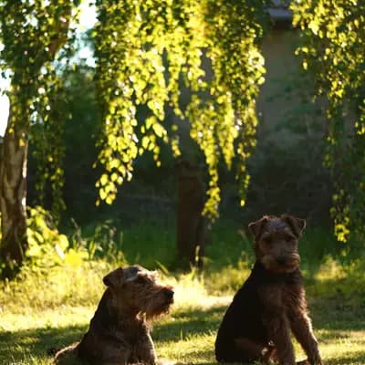 Titelbild von Crumble Cracker Welsh Terrier  in Niedersachsen, Heimat unserer Welsh Terrier-Zucht.