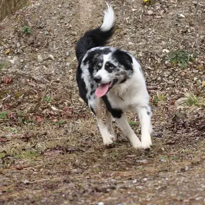 Australian Shepherd Deckrüde (KEIN VERKAUF) - Australian Shepherd Welpe in Bayern