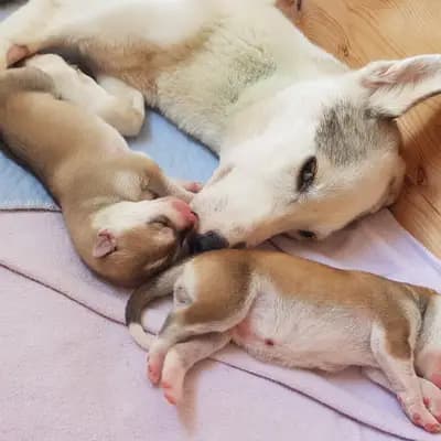 Galerie-Bild von Meister Pet'z in Nordrhein-Westfalen, mit Eindrücken unserer Siberian Husky-Zucht.