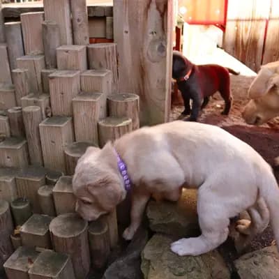 Bild aus Labradorzucht von der alten Oberförsterei in Thüringen, wo unsere Labrador Retriever-Hunde in einer liebevollen Umgebung aufwachsen.