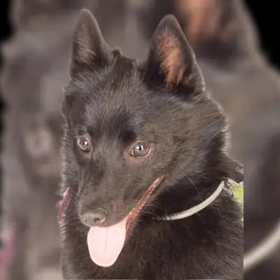 Sweet Wolfs cover