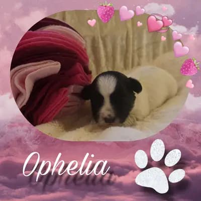 Ophelia - Havaneser Welpe in Brandenburg