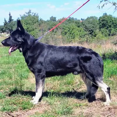 Galerie-Bild von Von Vegas Imperium in Nordrhein-Westfalen, mit Eindrücken unserer Osteuropäischer Schäferhund-Zucht.