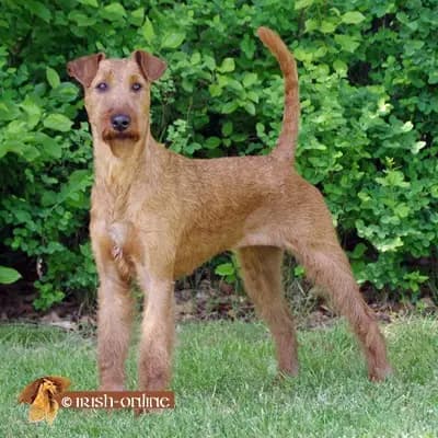 Galerie-Bild von Cú Chulainn's Irish Terrier in , mit Eindrücken unserer Irish Terrier-Zucht.