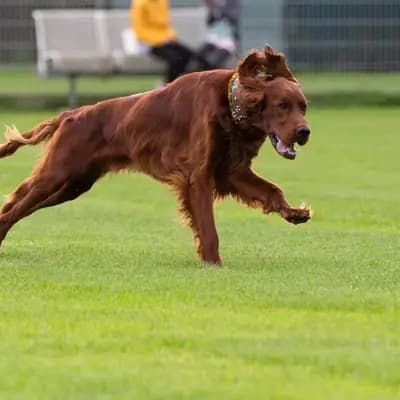 Galerie-Bild von of the maroon fellows in Bayern, mit Eindrücken unserer Irish Red Setter-Zucht.