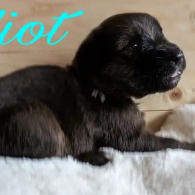Elliot vom Wäller aus der Obergrafschaft – Wäller Welpe, Niedersachsen, Raised by Wäller aus der Obergrafschaft 