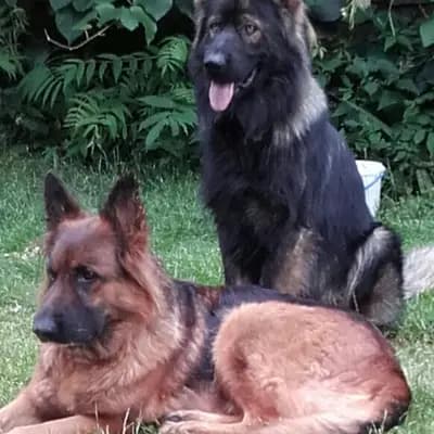 Galerie-Bild von Hundezucht of Mystery Grey  in Steiermark, mit Eindrücken unserer Altdeutscher Schäferhund-Zucht.