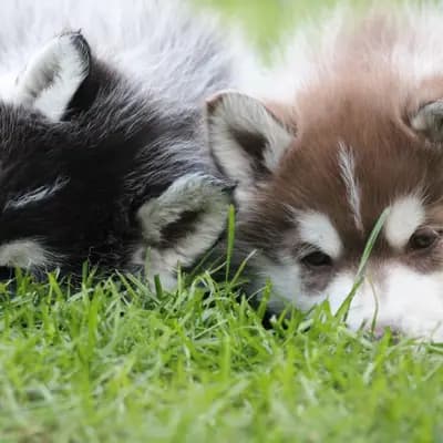 Galerie-Bild von Bright Little Bear  in Niedersachsen, mit Eindrücken unserer Siberian Husky-Zucht.