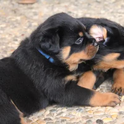 Dionysos - Rottweiler Welpe in Baden-Württemberg