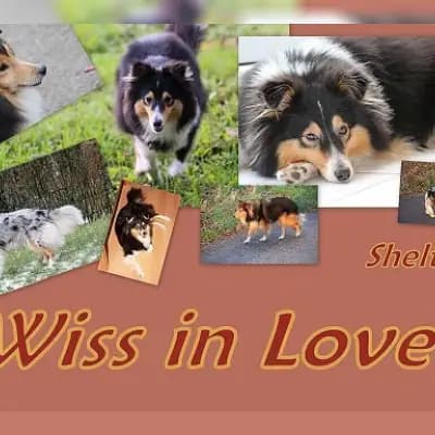 Wiss in Love cover