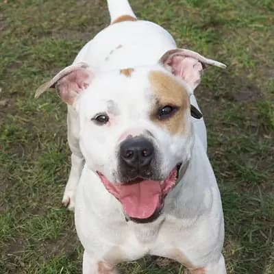 Foto von Karlson, einem geretteten American Staffordshire Terrier in Hamburg.