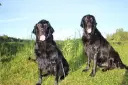 Curly Coated Retriever