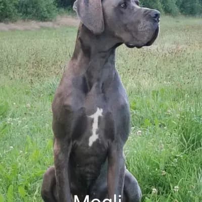Ein Blick in die Vergangenheit: Diese Deutsche Dogge-Welpen aus Deutsche Doggen von AmasuDiamonds  i