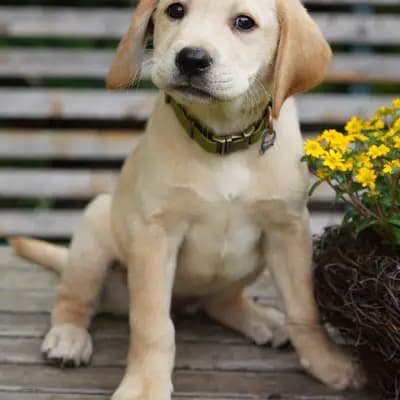Flocke - Labrador Retriever Welpe in Niedersachsen