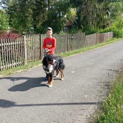 Bild aus Bernersennen aus Haarhausen  in Thüringen, wo unsere Berner Sennenhund-Hunde in einer liebevollen Umgebung aufwachsen.