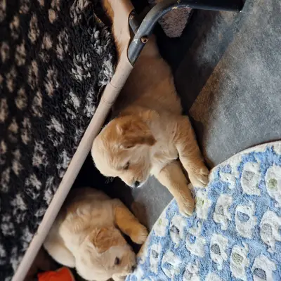 Bild aus Vom Steller Moor in Niedersachsen, wo unsere Golden Retriever-Hunde in einer liebevollen Umgebung aufwachsen.