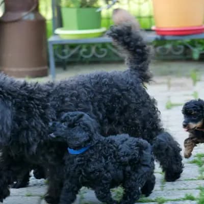 Bild aus Pudelzucht SIMPLY-FANTASTIC in Niedersachsen, wo unsere Pudel-Hunde in einer liebevollen Umgebung aufwachsen.