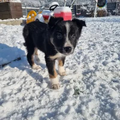 Bild aus Lucky charms in Oberösterreich, wo unsere Großpudel (Königspudel)-Hunde in einer liebevollen Umgebung aufwachsen.