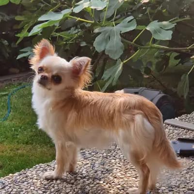 Maddie image