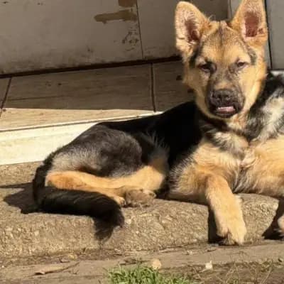 Feli – Altdeutscher Schäferhund, Bayern, Im Tierheim Ein Herz für Streuner