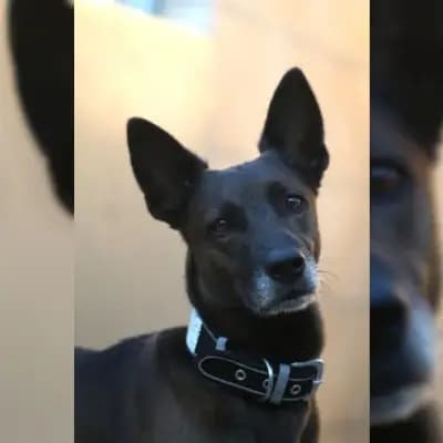 Simon