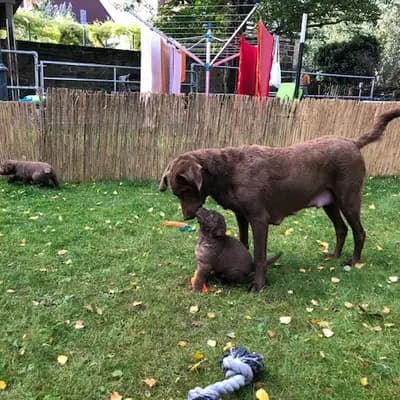 Galerie-Bild von Witchess - Chesapeake Bay Retriever Zucht in Hessen, mit Eindrücken unserer Chesapeake Bay Retriever-Zucht.