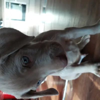 Foto von ! VERKAUFT! MUNDUS (die Welt), einem Weimaraner (kurzhaar)-Welpe in Niederösterreich.