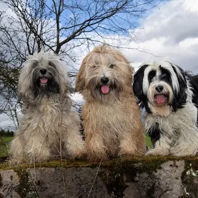 Galerie-Bild von "Tingsha"  Tibet Terrier von Unterfranken in Bayern, mit Eindrücken unserer Tibet Terrier-Zucht.
