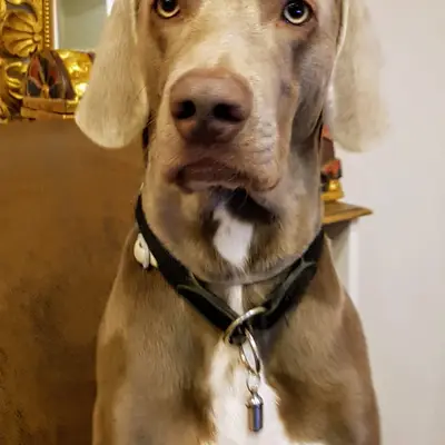 Foto von Makana, einem Weimaraner (kurzhaar)-Elternhund in Niederösterreich.
