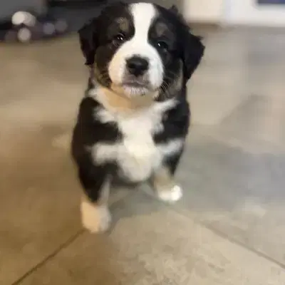 Wunderschöne Mini Australien Shepherd Welpen suchen Traumzuhause - Miniature American Shepherd Welpe in Bremen