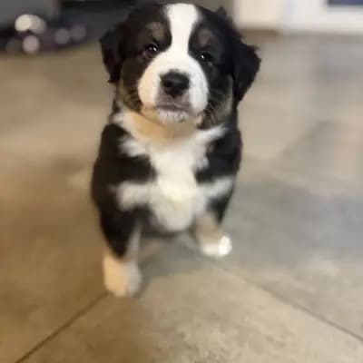 Australian Shepherd Welpe, Bremen, Aufgezogen von Juniors Nordlichter