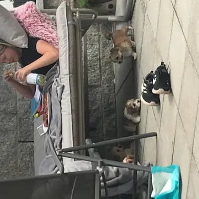 Bild aus lovly little dog in Hessen, wo unsere Havaneser-Hunde in einer liebevollen Umgebung aufwachsen.