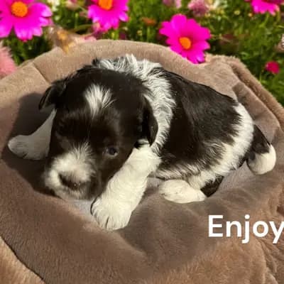 Enjoy - Zwergschnauzer Welpe in Bayern