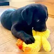 von der Bumbaumel cover