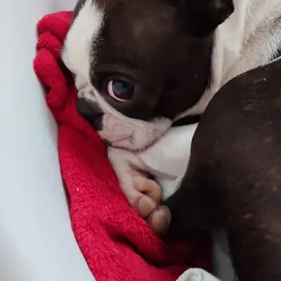 Galerie-Bild von Von den Manchester Hexen Boston Terrier Zucht in Nordrhein-Westfalen, mit Eindrücken unserer Boston Terrier-Zucht.