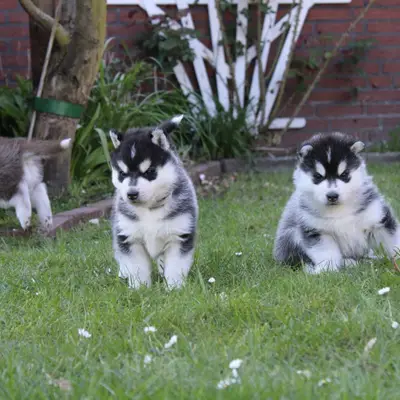 Galerie-Bild von Bright Little Bear  in Niedersachsen, mit Eindrücken unserer Siberian Husky-Zucht.
