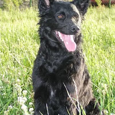 Berger croate breed