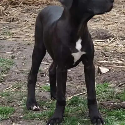 Galerie-Bild von Saupackerwelpen in Mecklenburg-Vorpommern, mit Eindrücken unserer Cane Corso Italiano-Zucht.