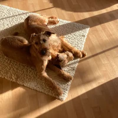 Galerie-Bild von CATCH-ME-BANDITS  in Schleswig-Holstein, mit Eindrücken unserer Irish Terrier-Zucht.