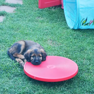 Bild aus Wäller aus der Obergrafschaft  in Niedersachsen, wo unsere Wäller-Hunde in einer liebevollen Umgebung aufwachsen.