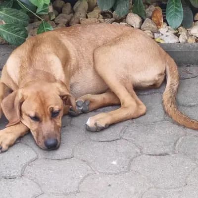 Foto von Bjarne, einem Broholmer-Elternhund in Sachsen.