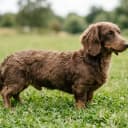 Photo of Doxiepoo