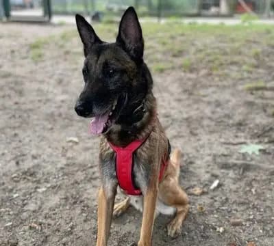 Foto von Max, einem geretteten Malinois in Hamburg.