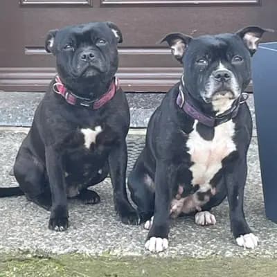 Galerie-Bild von MeinHeart Staff’s  in Sachsen, mit Eindrücken unserer Staffordshire Bull Terrier-Zucht.